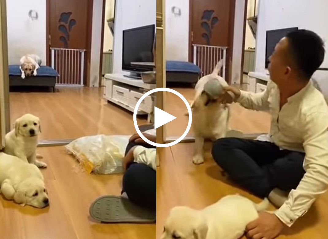 Video: Chủ nhân giả vờ đánh đòn cún con, chó mẹ phản ứng cực ngầu