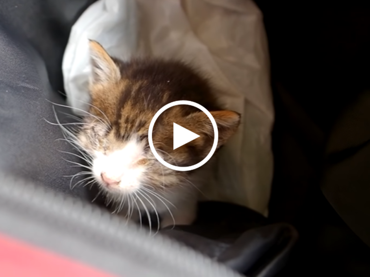 Video: Chú mèo con bị mù gào khóc kêu cứu, CĐM xót thương