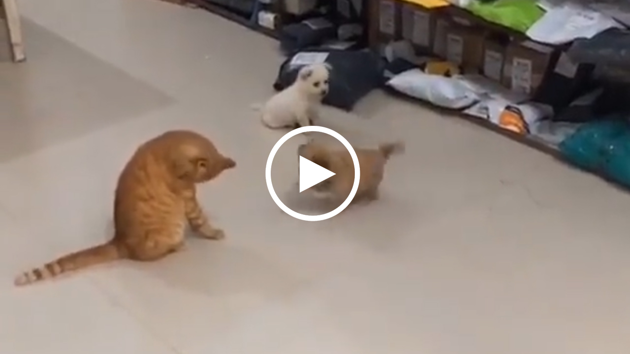 Video: Cún con chạy “tóe khói” vì bị chị mèo vả thẳng mặt