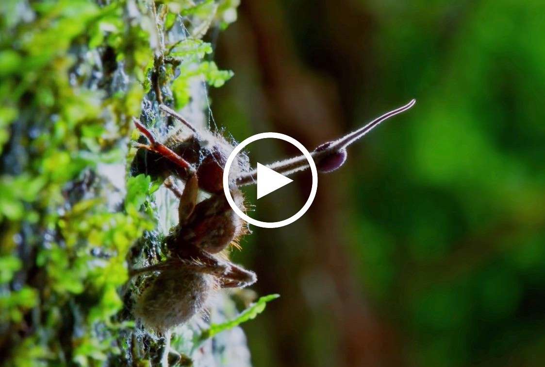 Video: Loài nấm zombie ký sinh và điều khiển hành vi con kiến