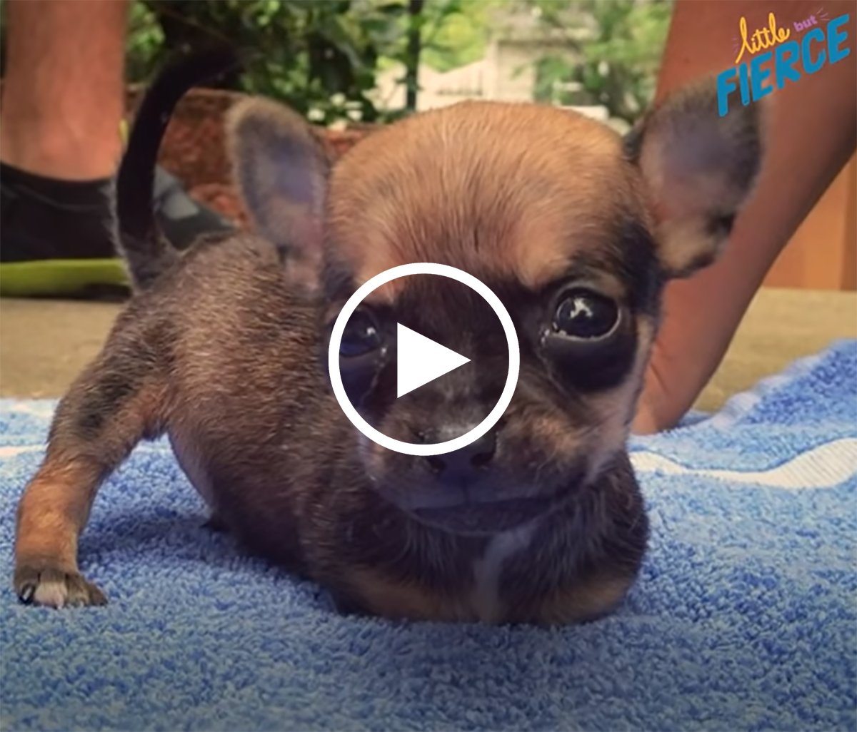 Video: Nghị lực phi thường của chú chó Chihuahua bị cụt chân khiến nhiều  người rơi nước mắt