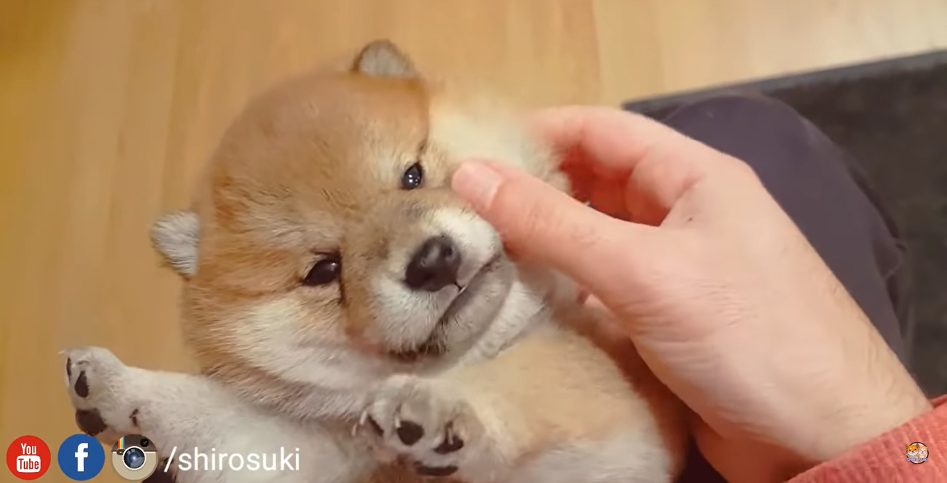 Video: Bị bẹo má, bé chó Shiba nằm im ngoan ngoãn không dám hó hé