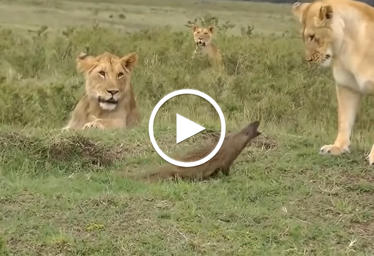 Video: Chí phèo của đồng cỏ lửng mật cà khịa cả sư tử, chúa sơn lâm cũng  phải nể