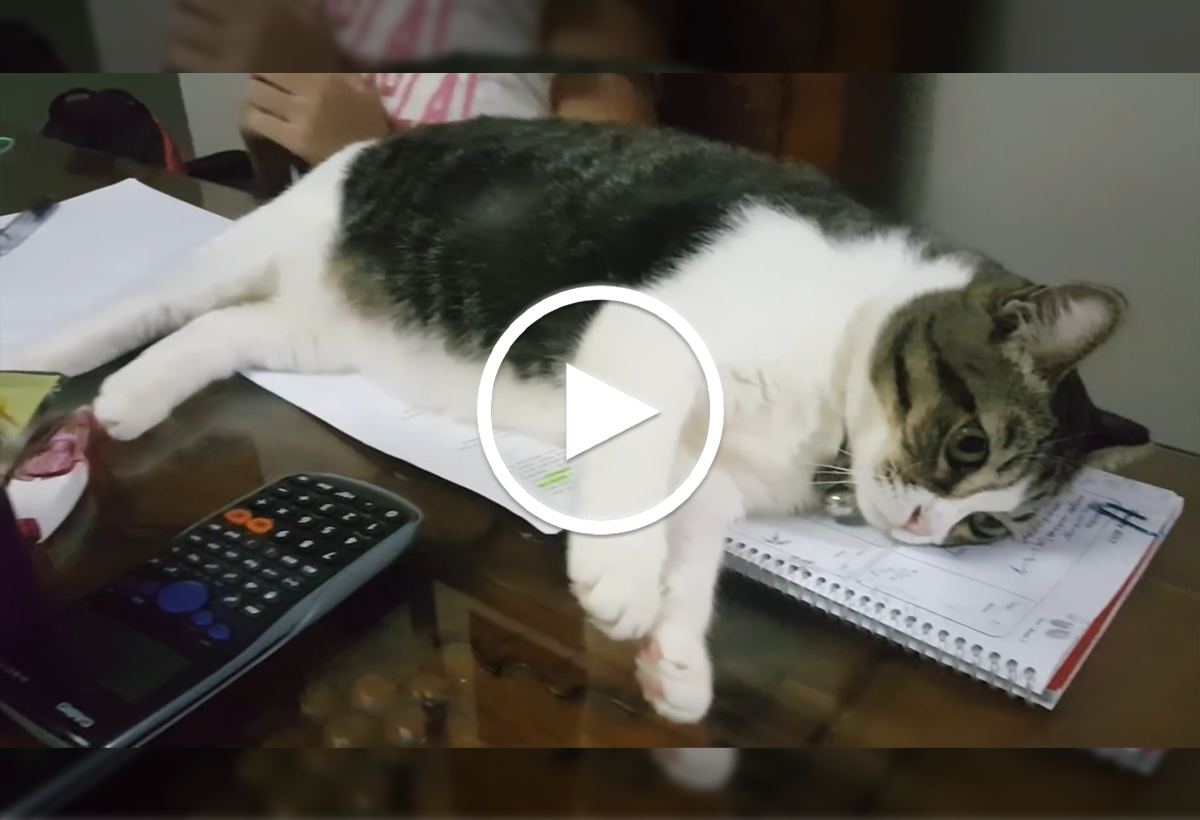 Video: Cô gái bị mèo lấy mất bài tập về nhà, lý do ngô nghê đó nay đã thành  sự thật