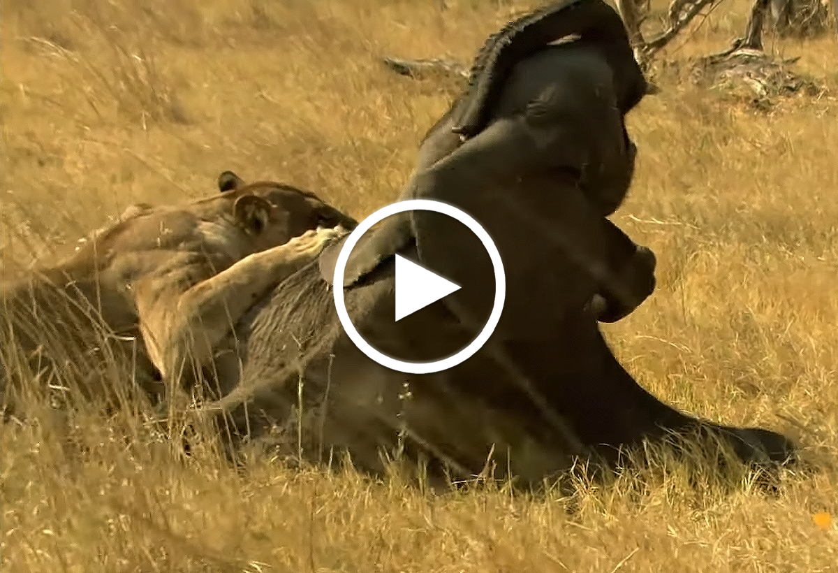 Video: Đau lòng chú voi con trở thành miếng mồi ngon cho bầy sư tử