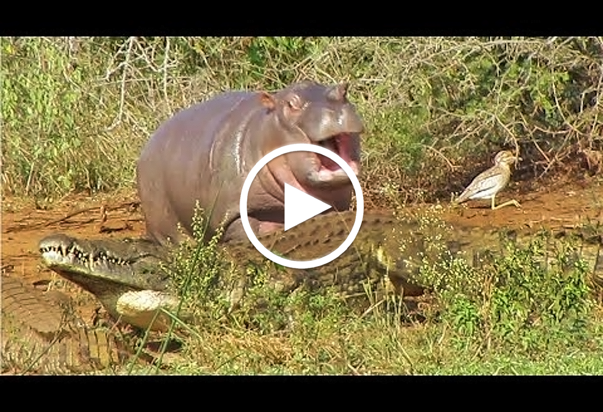 Video: Em bé hà mã lầy lội đi cà khịa khắp bờ sông, khều cả cá sấu ...