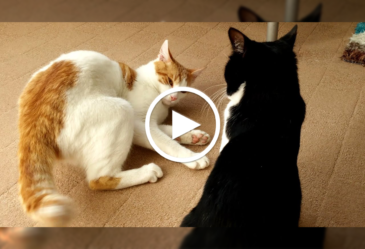 Video: Không cam chịu bị bắt nạt, chú mèo vùng dậy đáp trả cực gắt