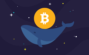 Cá voi Bitcoin thúc đẩy giá BTC quay trở lại khi chứng khoán tụt mạnh vì cú sốc Nga-Ukraine