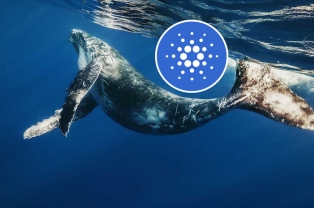 Số lượng ví sở hữu trên 100.000 ADA tăng vọt khi giá giảm 66% từ mức ATH 