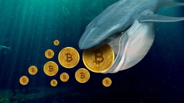Cá voi Bitcoin gom đầy túi bất chấp khả năng giá BTC có thể giảm dưới $40K