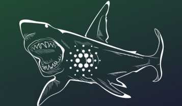 Cá mập Cardano tích lũy thêm 79,1 triệu ADA ngay trước thềm Vasil hard fork