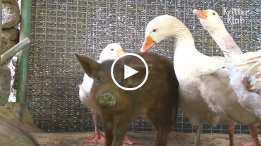 Video: Đàn ngỗng hóa thân vệ sĩ, bảo vệ lợn con khỏi bị đồng loạt bắt nạt