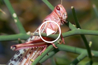 Video: Hàng tỷ con châu chấu sa mạc bay rợp trời, ăn mọi thứ trên đường đi