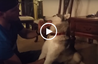 Video: Chó Husky phê vắt lưỡi vì lỡ ăn phải