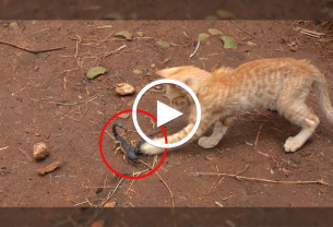 Video: Lạc vào vườn nhà, bọ cạp bị 2 chú mèo con tung cước xua đuổi