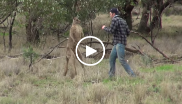 Video: Người đàn ông đấm nhau với Kangaroo để giải cứu chó cưng