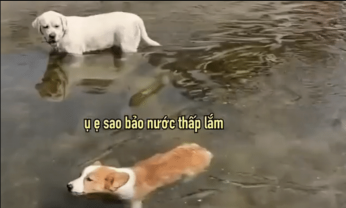 Chú chó Corgi ngây thơ tin lời bạn bảo nước nông lắm nhảy xuống bơi và cái kết