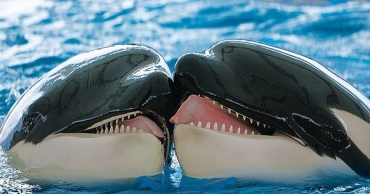 Cá voi cổ đại di chuyển 50 Bitcoin sau 12 năm giữa lúc các ví chứa 10 đến 100 BTC gia tăng hoạt động